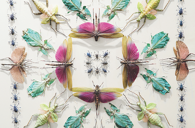 Jennifer Angus brings thousands of bugs to MFA St. Pete’s one-of-a-kind exhibit this weekend