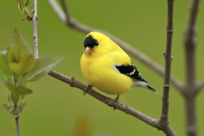 Climate change is affecting many more species than polar bears. The National Audubon Society found that 60 percent of the 305 avian species in North America during winter have shifted their ranges northward by an average of 35 miles, thanks to warming temperatures. The American Goldfinch, pictured here, has moved some 200 miles north in the last 40 years. - Thinkstock