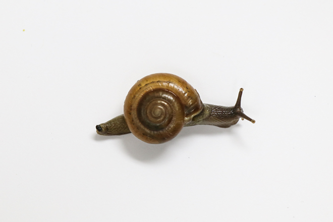Invasive horntail snail, which ‘could cause serious health implications’ found in Florida