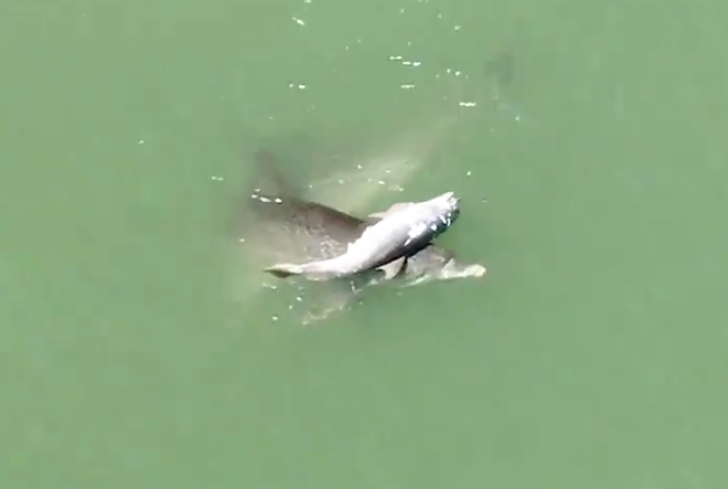Incredibly sad video shows mother dolphin pushing her dead calf near Florida coast