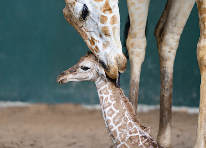 Busch Gardens Tampa Bay welcomes new baby giraffe