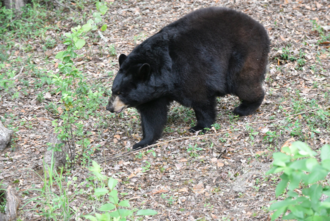 A Florida middle school is asking parents to pick up their kids because of a nearby bear