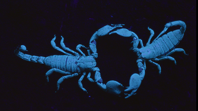 Forget Fifty Shades of Grey: Scorpions glow. - HUFFINGTON POST