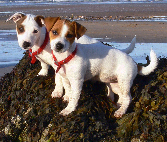 Puppies and beaches: two things a certain someone isn't keen on protecting. - Wikimedia Commons/CC-BY-SA 2.0