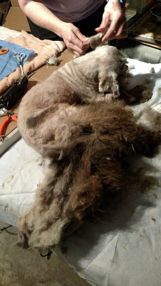 To give you an idea of how neglected these dogs were, take a look at the unshaved rear of this pup. - Critter Mama Rescue