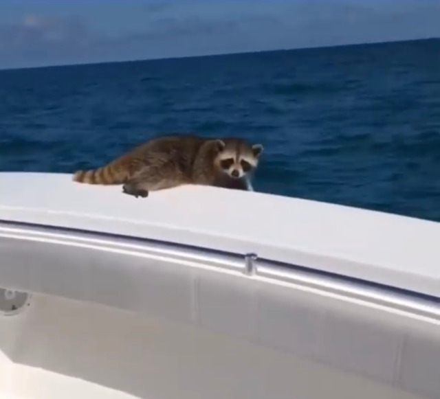 Florida Bar investigating Clearwater lawyer who left raccoon to die 20 miles offshore