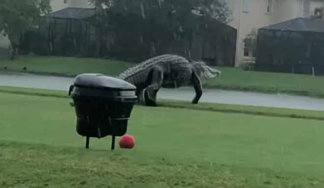 Tropical Storm Eta summoned this gigantic gator from a Florida golf course