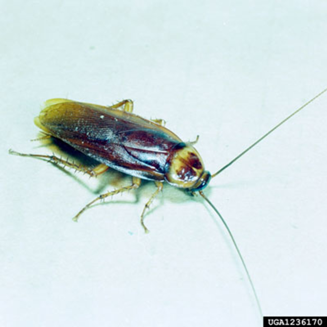 THE UNDEAD: The zombie cockroach that just won't die. - forestryimages.org