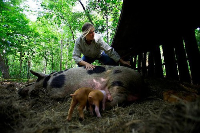 Rebecca Krassnoski with her pigs at the Nature Delivered Farm in Bushnell. - Alex Quesada