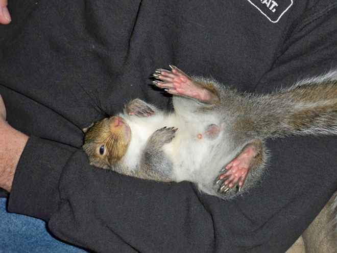 Another of Paul's squirrels, Stevie Wonder, taking a snooze. - COURTESY OF PAUL AND BONNIE
