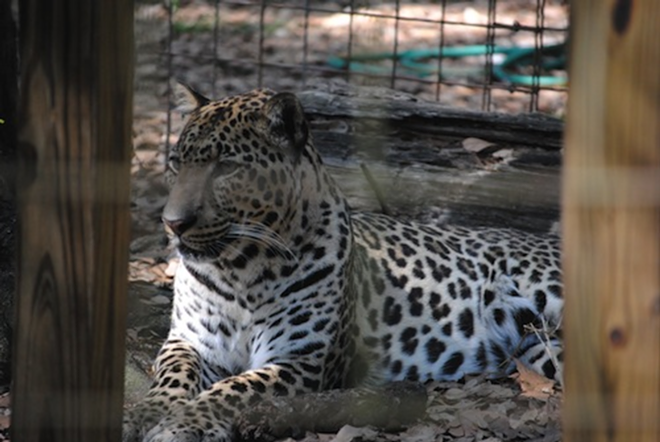 OUT OF THE TENT: Reno, a golden leopard, is a retiree from the circus. - Kevin Tall