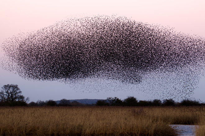 A swarm of bees, not locusts. Equally terrifying. - James Wainscoat via Unsplash