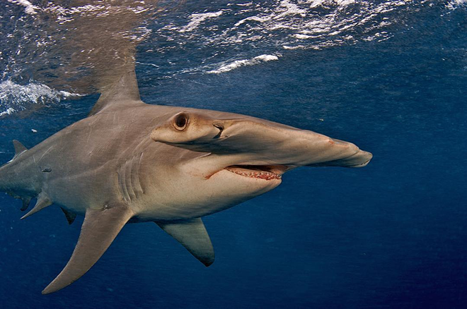 A great hammerhead shark. - Jurgen Leckie via Flickr / Attribution-NoDerivs 2.0 Generic (CC BY-ND 2.0)