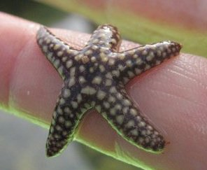 Shell Key offers refuge to more than birds; east of the key, one of the smaller mangrove islands often has constellations of starfish clustered amongst the roots. - Cathy Salustri