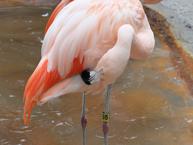 One of the flamingos you'll meet at the Flamingo Festival at Sunken Gardens in St. Petersburg. - CATHY SALUSTRI