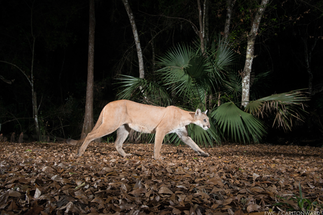 The first female panther seen north of the Caloosahatchee since 1973. - Carlton Ward Jr / National Geographic Creative @CarltonWard.