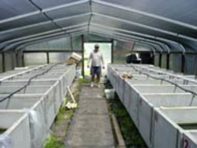 WATERY GRAVES: Burial vaults double as holding tanks at Carter's tropical fish farm. - Max Linsky