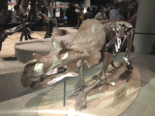 No stegosaurus bones, tho. :/ - Kate Bradshaw