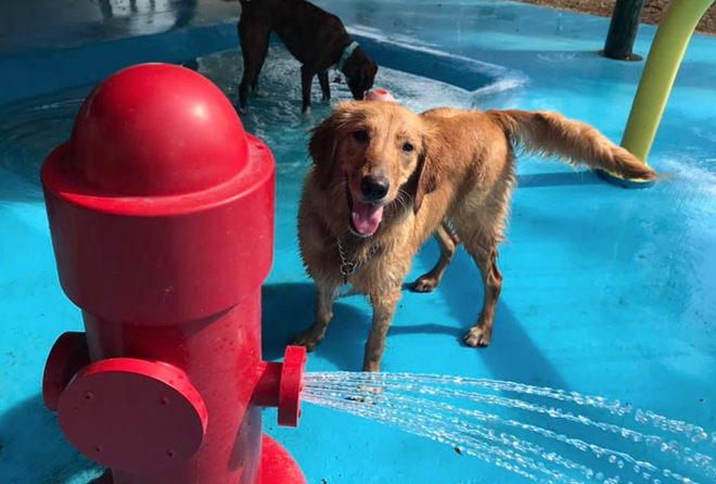 St. Pete is getting a dog waterpark with a bar