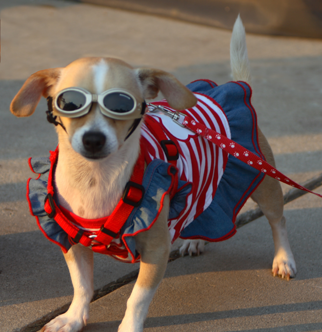 This dog is not only upset about the fireworks, she ain't too happy about the costume, either. - RANDY ROBERTSON VIA FLICKR CC2.0