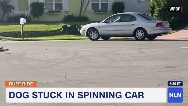 A Florida dog put a car into reverse and drove it in circles for an hour