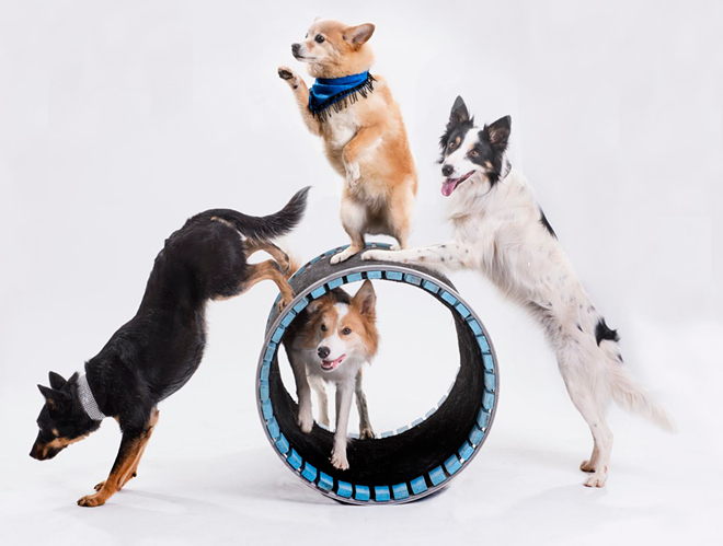 You can see these talented dogs show off their best tricks at a fundraiser for the St. Petersburg Free Clinic on Feb. 19 at The Palladium Theater. - Mutts Gone Nuts