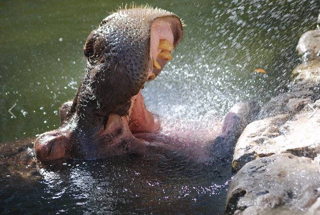 Lu, Citrus county's longtime resident hippo, turned 59 this week. Ellie Schiller Homosassa Springs Wildlife State Park threw her two parties. She's kind of a big deal... figuratively *and* literally. - Ellie Schiller Homosassa Springs Wildlife State Park, via Facebook