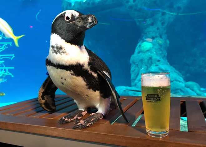 The Florida Aquarium's outdoor bar is now called 'Corona Cove'