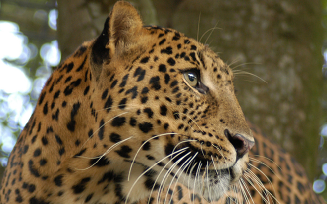Leopard and Big Cat Rescue resident Cheetaro. - bigcatrescue.org