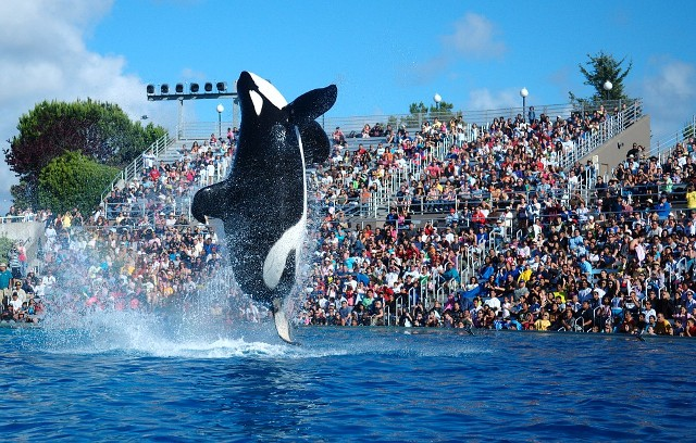 Last year, SeaWorld announced orcas would replace the circus-like whale shows with "educational orca encounters" by 2019. - YATHIN S. KRISHNAPPA | WIKIPEDIA COMMONS