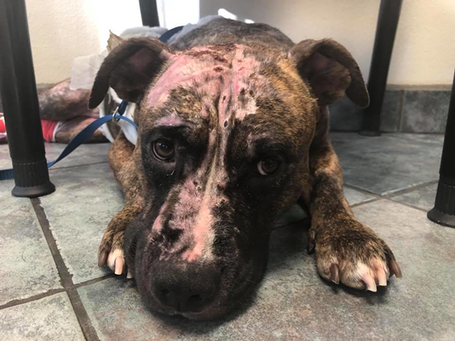 Pasco County woman charged with animal cruelty for pouring gas on, setting fire to dog