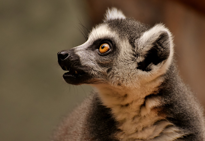 Florida troopers chase lemur, discover other exotic animals during DUI stop