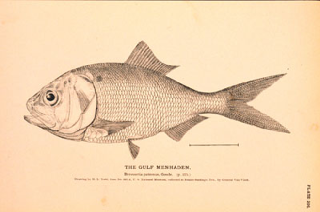 OLD FISH: An etching of the Gulf Menhaden, taken from an atlas of illustrations undertaken for a fisheries documentation project begun in the 1880s. - National Oceanic And Atmospheric Administration/department Of Commerce