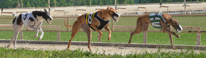 CHASING THE HORIZON: Racing greyhounds run multiple times a day for several years, and most go up for adoption when they're retired. - Nancy W. Beach/Creative Commons Sharealike 3.0