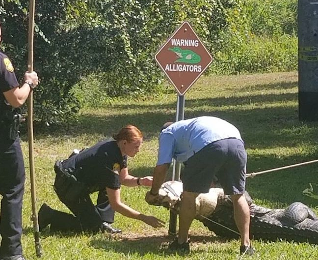 Tampa Police remove ‘very large, and very angry’ alligator from Rowlett Park