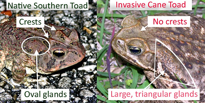 There's no end in sight for Florida's ongoing war with giant poisonous toads