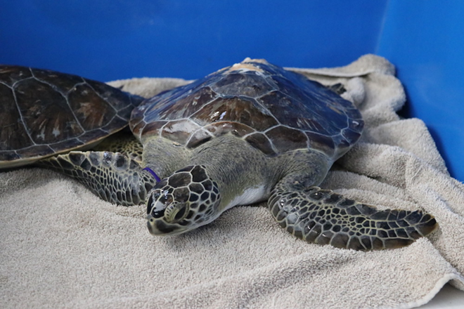 Florida Aquarium just released four sea turtles back into the wild