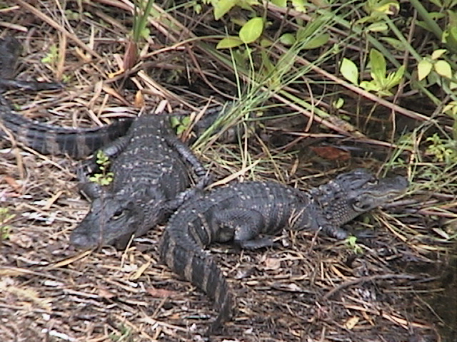 Like the Shark Valley Visitor Center, these baby gators in the Everglades use the sun for power. - Cathy Salustri