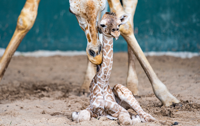 Busch Gardens Tampa Bay welcomes new baby giraffe
