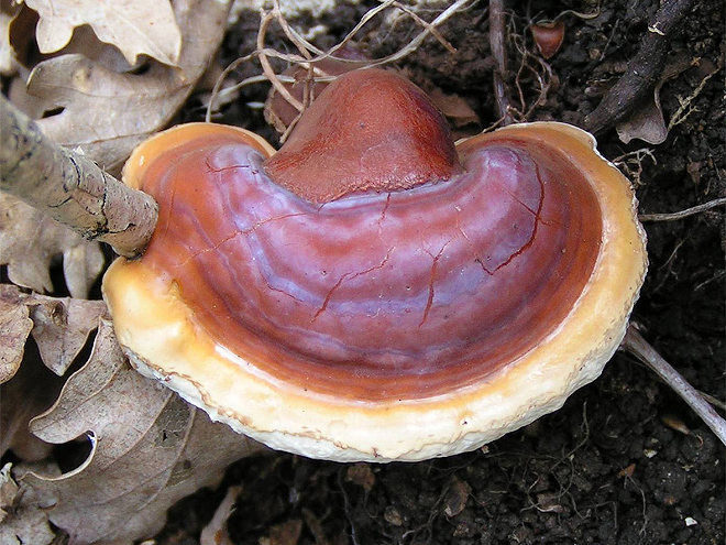 Mushrooms with special properties? WHO KNEW? - Eric Steinert via Wikimedia Commons