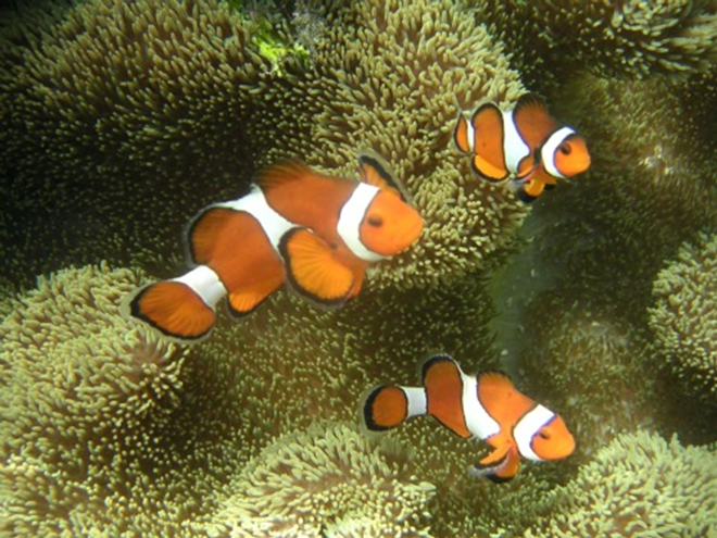 The ocellaris clownfish, a popular aquarium fish often captured after first being stunned by bursts of cyanide-laced seawater squirted from a plastic bottle. - Metatron