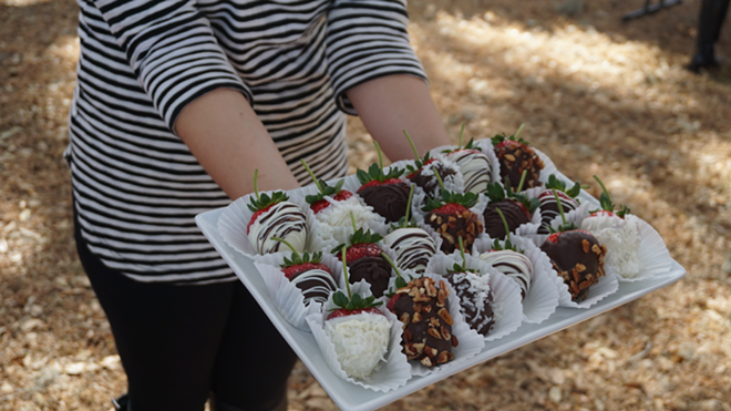 Tiffany Dale, director of members and community services for FSGA, presents Strawberry Sue's huge chocolate-covered strawberries. - Shelbi Hayes