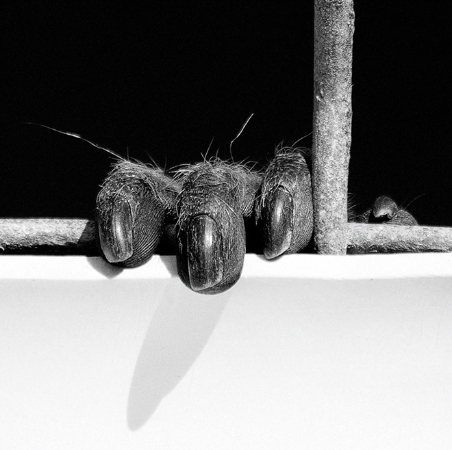Kevin Barney's "Caged" won Best in Show at FMoPA's 8the annual photo competition. - Kevin Barney