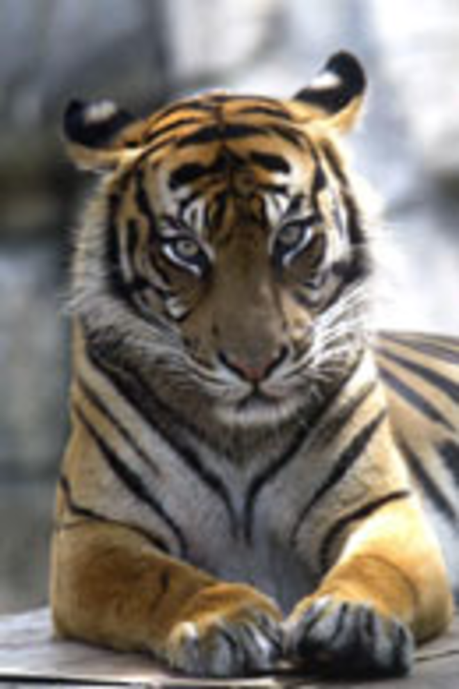 Enshalla in the summer of 2003. The Sumatran tiger was shot after escaping her enclosure at Lowry Park Zoo on Aug. 22, 2006. - MICHAEL G. KAPLAN