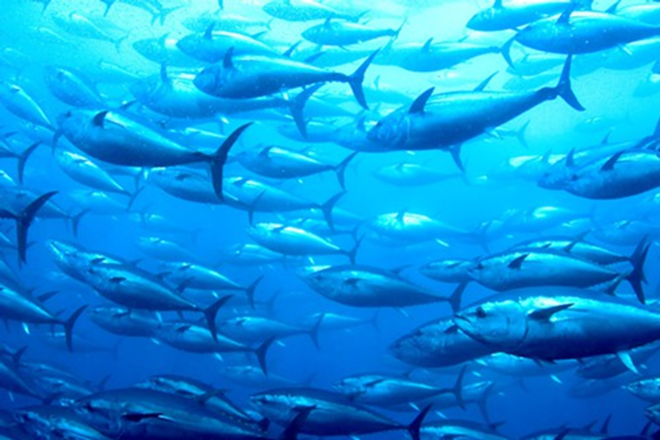 Once mercury gets into the marine food chain, mostly from human industrial sources such as coal-fired electricity generation, smelting and the incineration of waste, it “bioaccumulates” in the larger ocean predators. That’s why larger fish -- like the bluefin tuna pictured here -- are generally riskier to eat than smaller ones. - iStock Collection/Thinkstock