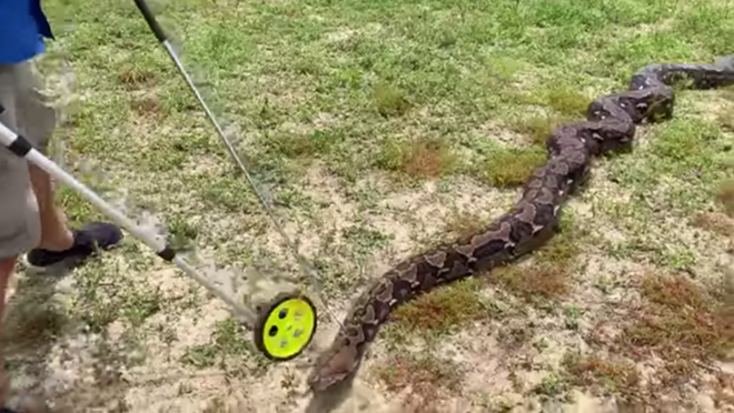 Florida man hopes his 20-foot long python will be the next record-breaking snake