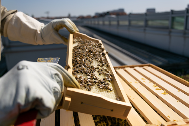 Rooftop bee colony at MFA St. Pete inspiration for urban beekeeping talk