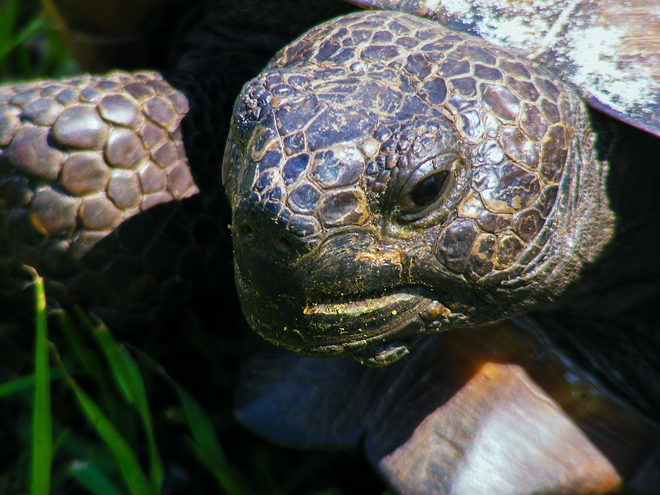 Florida Man enjoys his meat rare, poaches endangered gopher tortoises to eat them