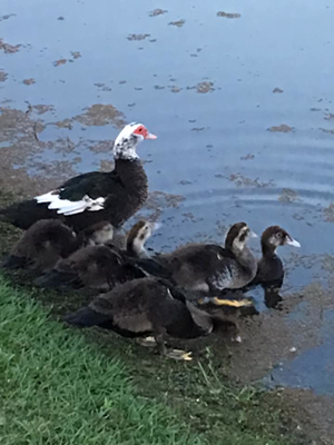 Irma's second successful clutch resulted in five ducklings — and, while they're almost full-grown, they stick pretty close to their mama. - Joy Trent