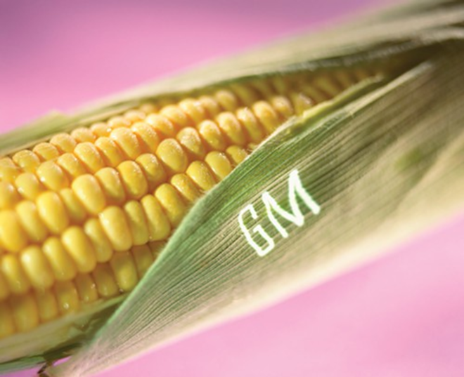 The release of genetically modified organisms into the environment threatens genetic diversity, which is essential for global food security. And a lack of genetic diversity in agriculture, says Greenpeace, can already be linked to many of the major crop epidemics in human history. - Punch Stock